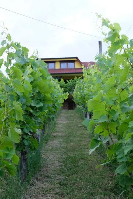 Villa Vikend Hisa Vrhe Senovo Exterior foto